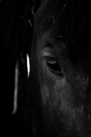 horse-horse-lead-rope-horses-640x480-21200544.jpeg