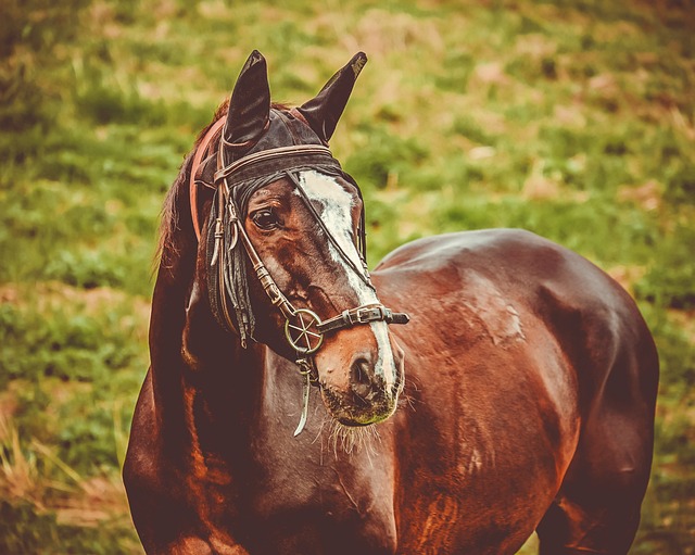 horse, horse lead rope, horses