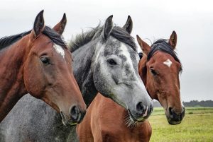 horse-horse-lead-rope-horses-640x480-2952103.jpeg