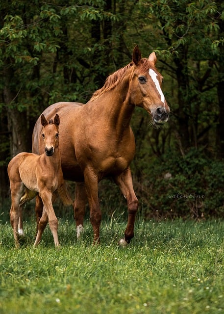 horse, horse lead rope, horses