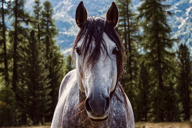 horse-horse-lead-rope-horses-640x480-37186498.jpeg