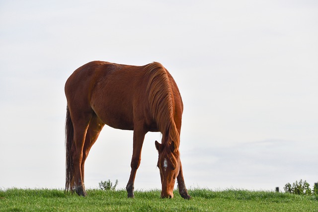 horse-horse-lead-rope-horses-640x480-37351100.jpeg