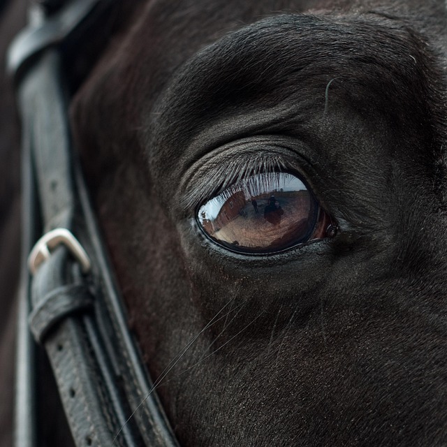 horse-horse-lead-rope-horses-640x480-50038474.jpeg