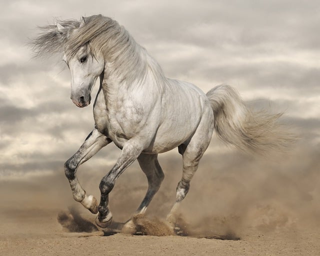 horse, horse lead rope, horses