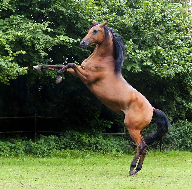horse, horse lead rope, horses