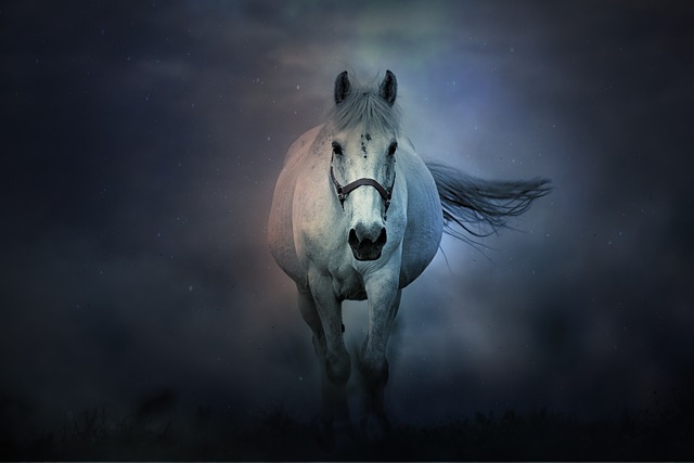 horse, horse lead rope, horses