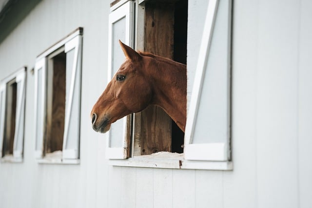 horse, horse lead rope, horses