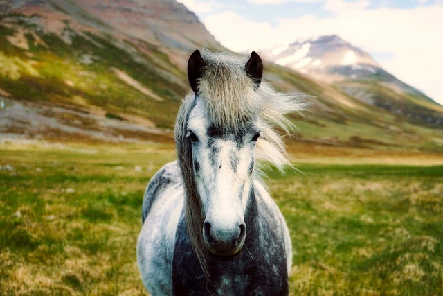 horse, horse lead rope, horses