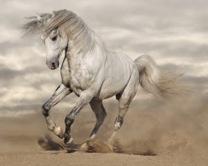 horse-horse-lead-rope-horses-640x480-7267507.jpeg