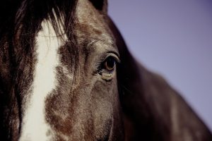 horse-horse-lead-rope-horses-640x480-73558719.jpeg