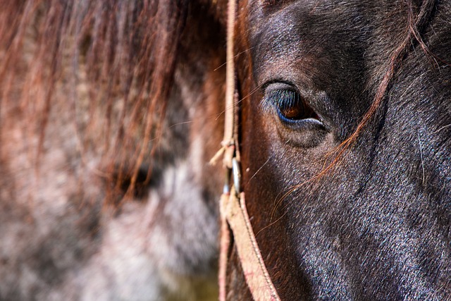 horse, horse lead rope, horses
