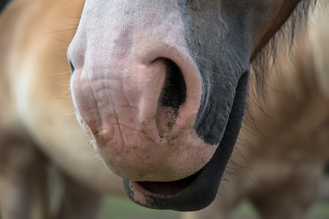 horse, horse lead rope, horses