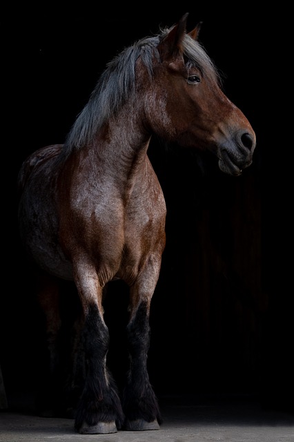 horse-horse-lead-rope-horses-640x480-78713481.jpeg