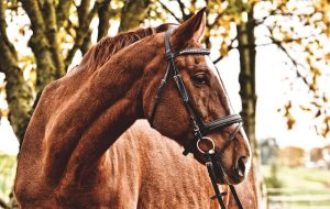 horse-horse-lead-rope-horses-640x480-78749900.jpeg