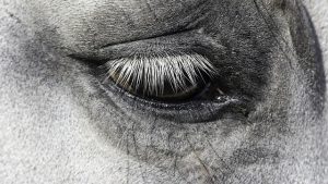 horse-horse-lead-rope-horses-640x480-81316956.jpeg