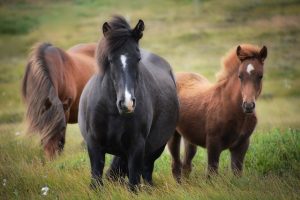 horse-horse-lead-rope-horses-640x480-87835175.jpeg