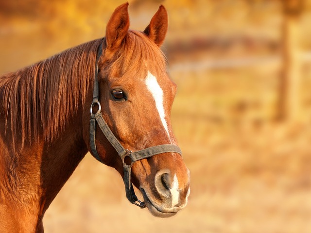 horse, horse lead rope, horses