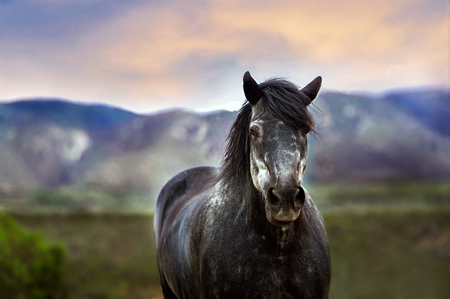 horse, horse lead rope, horses