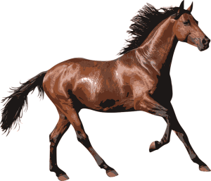 horse-horse-lead-rope-horses-640x480-9382296.png