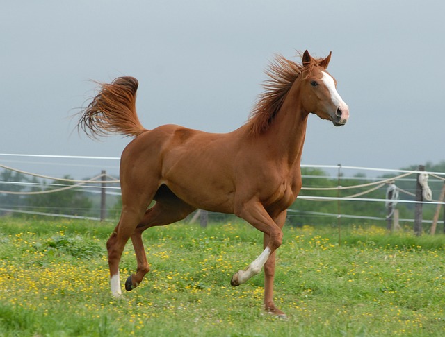 horse, horse lead rope, horses
