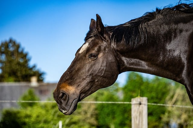 horse, horse lead rope, horses