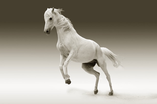 horse, horse lead rope, horses