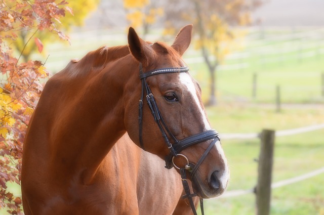 horse, horse lead rope, horses