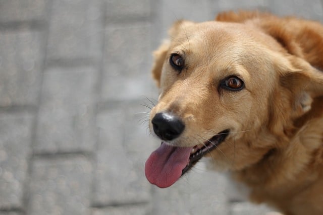 pet-sitting-640x480-83659295.jpeg
