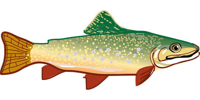 Trout, river fishing for trout