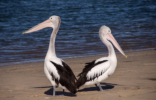 vacationer-caravans-australian-locations-640x480-76273050.jpeg