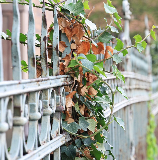 colorbond fencing,  Backyard colorbond fences