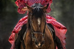 horse-horse-lead-rope-640x480-41489123.jpeg