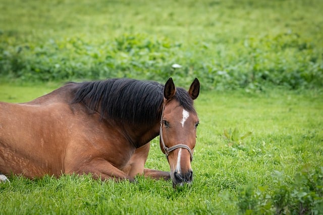 horse-horse-lead-rope-640x480-96229693.jpeg