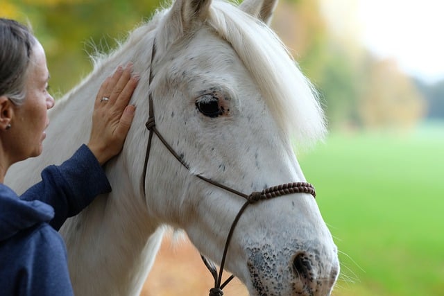 horse-horse-lead-rope-horses-640x480-23241933.jpeg