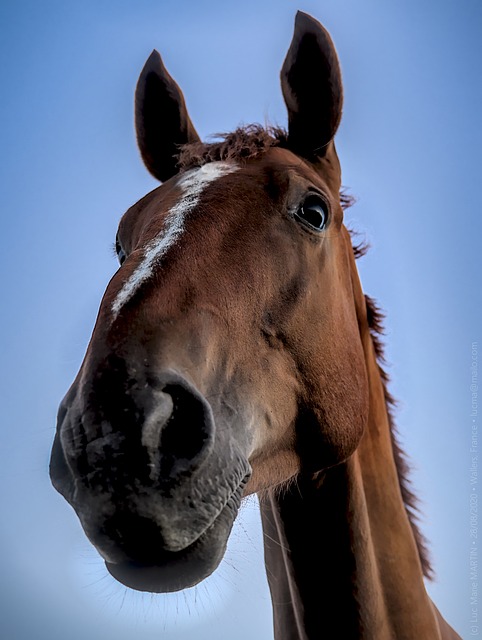 horse-horse-lead-rope-horses-640x480-42449091.jpeg