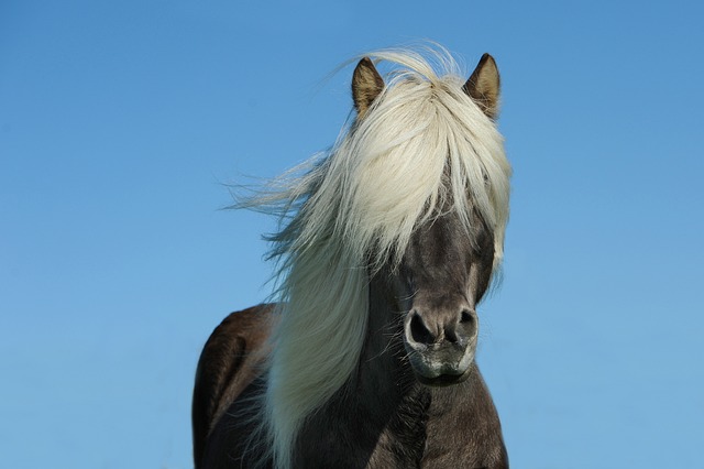 horse-horse-lead-rope-horses-640x480-66158024.jpeg