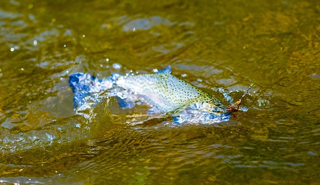 trout-river-fishing-for-trout-640x480-71150987.jpeg