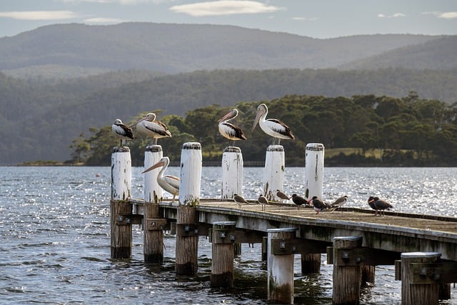 Vacationer caravans, Australian locations, Camping in Australia