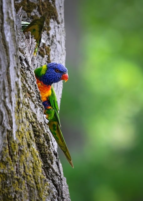 Vacationer caravans, Australian locations, Camping in Australia