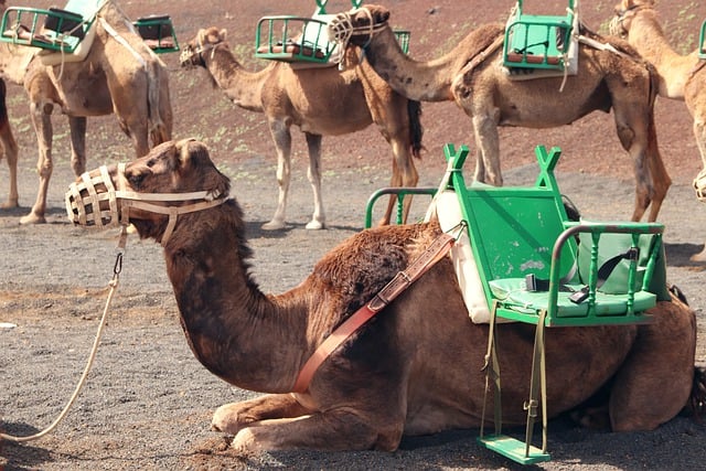 caravan-best-caravan-travel-locations-in-640x480-82323881.jpeg