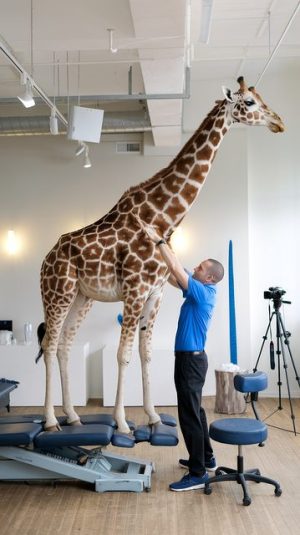 chiropractor-640x480-15221959.jpg