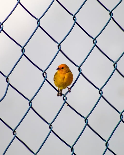 colorbond-fencing-backyard-colorbond-fe-640x480-10099107.jpeg