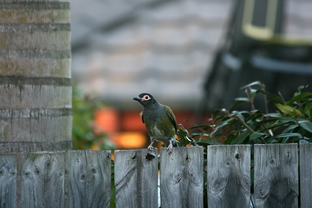 colorbond fencing,  Backyard colorbond fences