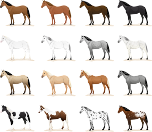 horse-horse-lead-rope-640x480-61661989.png