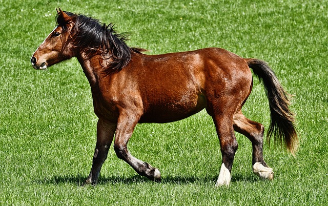 horse, horse lead rope