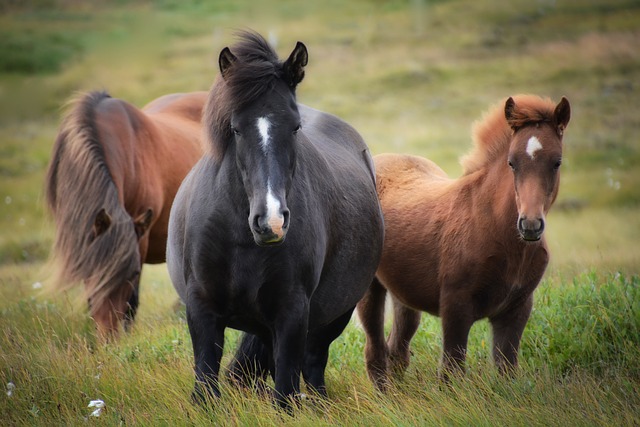 horse-horse-lead-rope-640x480-76552754.jpeg
