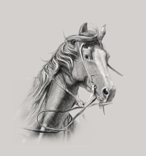 horse-horse-lead-rope-640x480-77677926.jpeg