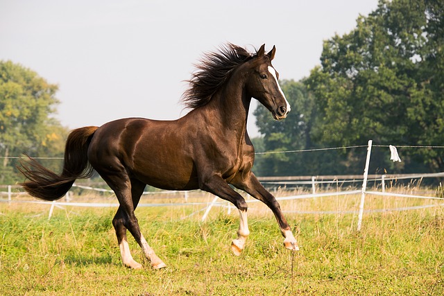 horse-horse-lead-rope-640x480-91359631.jpeg