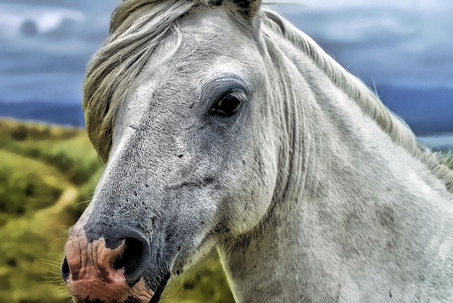 horse, horse lead rope