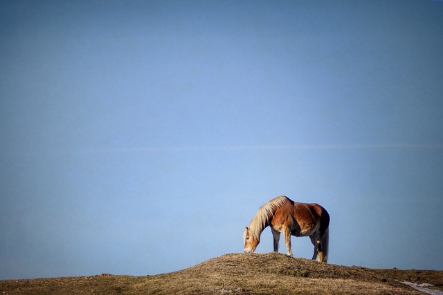 horse, horse lead rope, horses